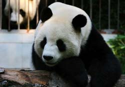 Fuzhou Giant Panda Research Center